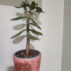 Jade Plant