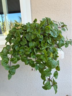 House, patio plants