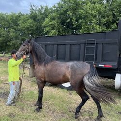 Yegua Española 2 Years 