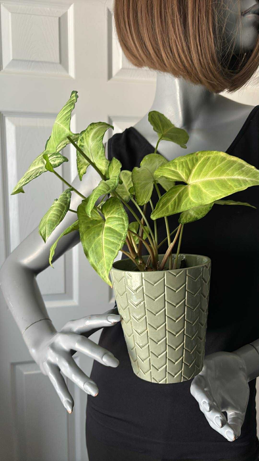 Real Syngonium Plant With A Ceramic Pot