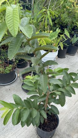 Ruby red guava tree with guava (3 ft tall)