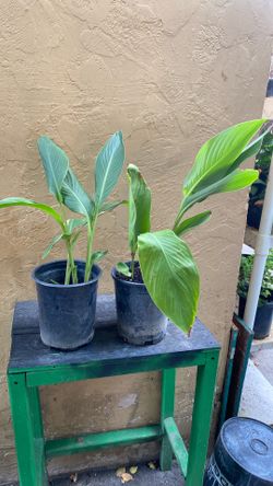 Cana Lily Orange 