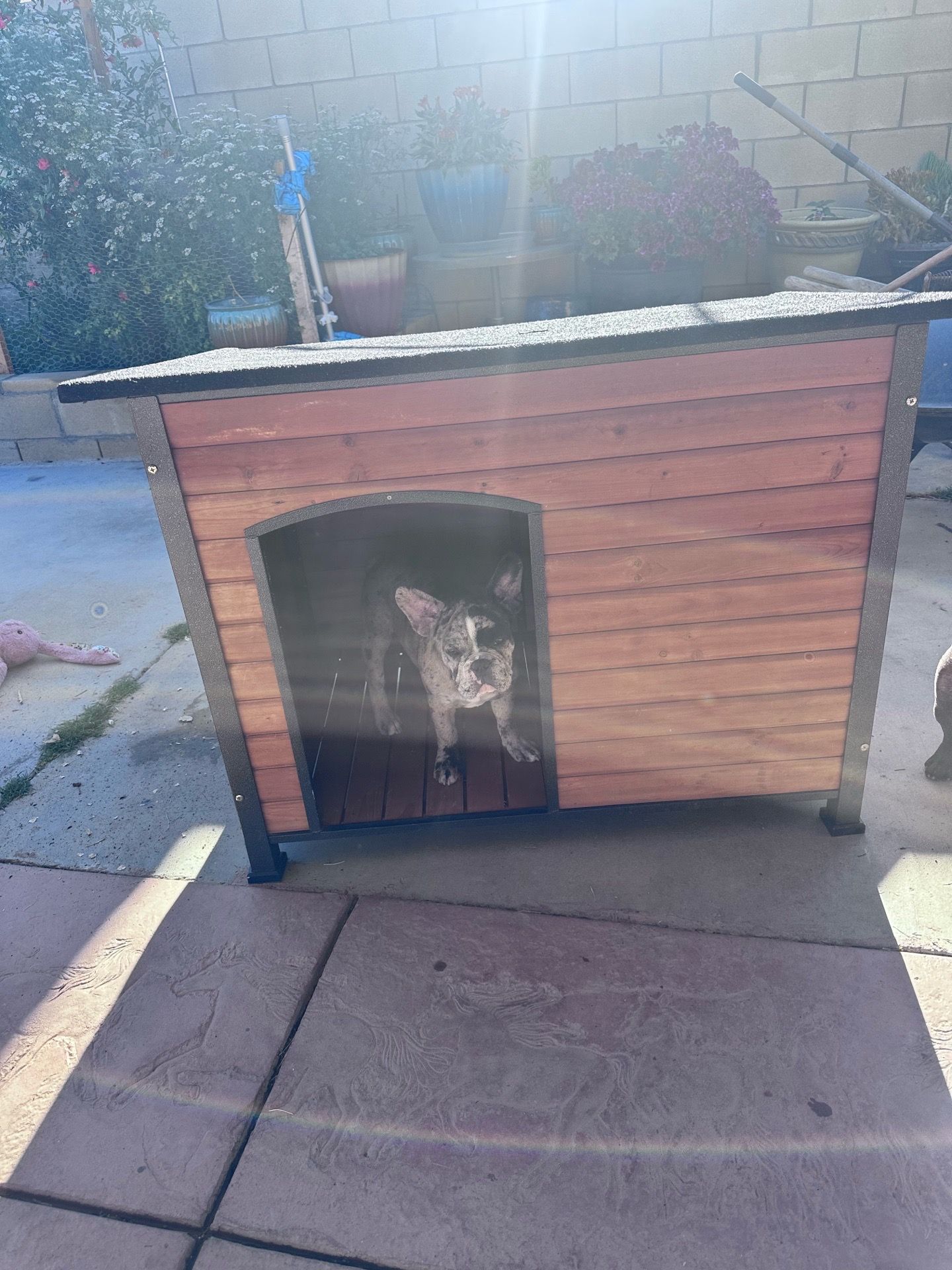 Dog house