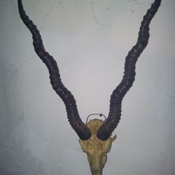 Impala Skull & Horns