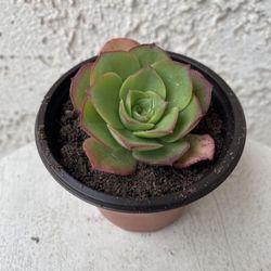 3 Inch Pot Succulent Plant - Aeonium Haworthii Variegata - Kiwi Verde Variegated - Rooted & Established - Drought Resistant 🪴 