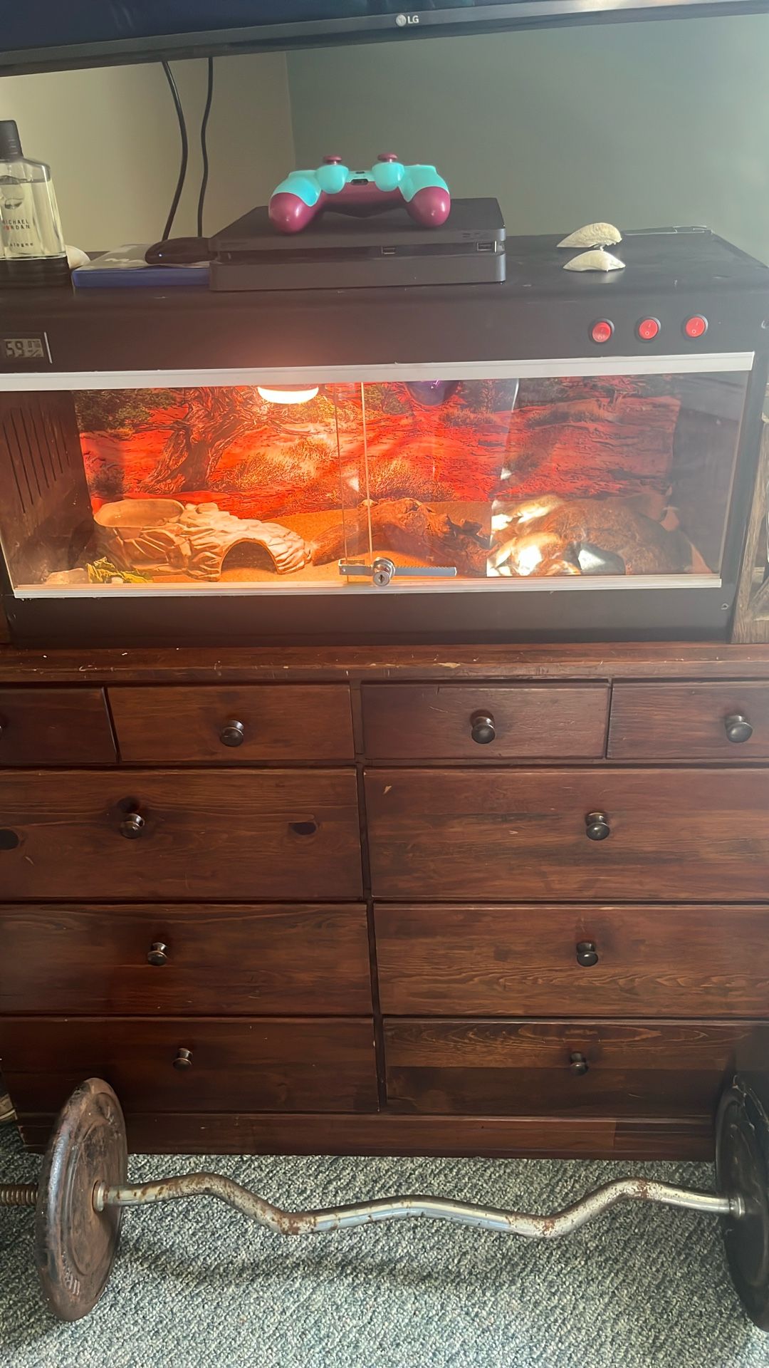 Leopard Gecko And Full Setup