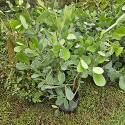 clusias only $ 11 Instant Privacy Hedge For Fence Green Full 