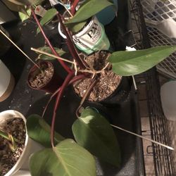 Pink Princes Philodendron 