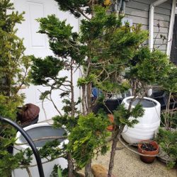 Beautiful Hinoki Bonsai 