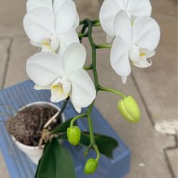 White orchid with a white ceramic pot for sale