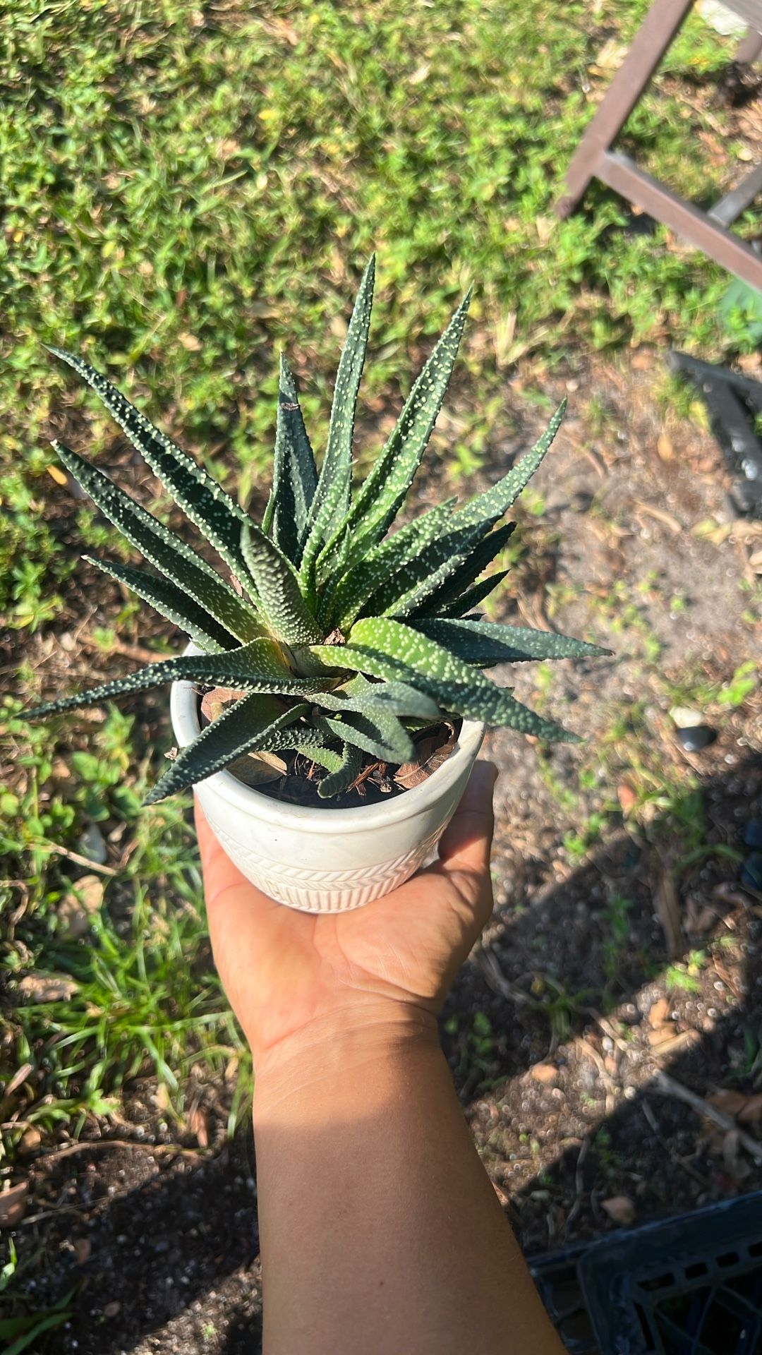 Haworthia 'Royal Highness' Live Plant