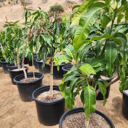 Mangos For You Over 30 Vars