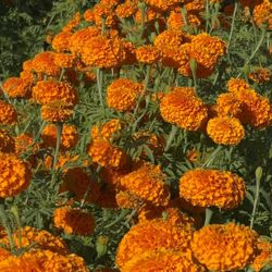 Flor De CempasĂșchil , $7 El Bonche O $5 Por Mayoreo despuĂ©s De 11 Bonches
