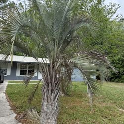 Pindo Palm 