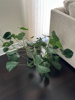 Monstera plant