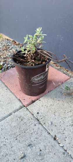California Fuchsia - one gallon