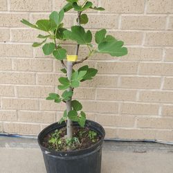 Italian Honey Fig. Higo Italiano super dulce