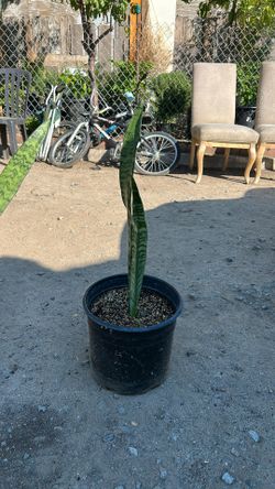 Snake Plant 