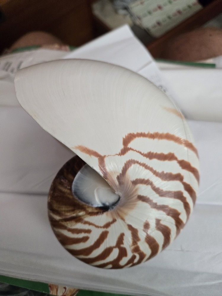 Nautilus Shell