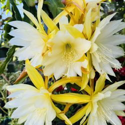 Yellow Epiphyllum/ Cactus Orchid Plant In Bloom - 5 Gallon Pot