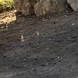 Free Clean Dirt!!