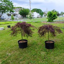 Dwarf Red Japanese maples. $125 Each Or 2 For $200!!