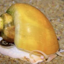 Mystery Snails (Golden Apple Snails)