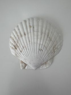 Beautiful Scallop Shell #10