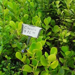 Clusia plant 
