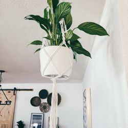 Macrame Plant Hanger