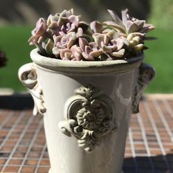 $15 Mix Succulents in a beautiful ceramic pot
