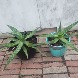 Large Aloe Vera Plants 