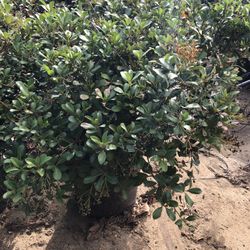 Indian Hawthorn Bellarina 15gal 