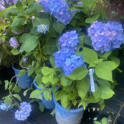Endless Summer Hydrangeas (2 Types)
