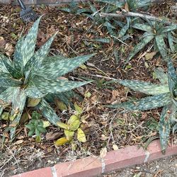 Aloe Vera plants 