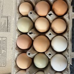 Fresh Eggs