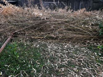 FREE Bamboo