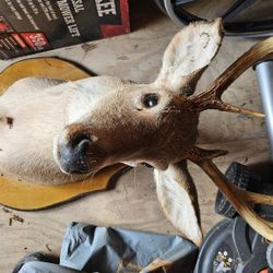 Taxidermy dear heads in great condition