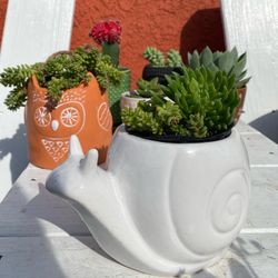 Succulent
