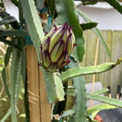 Dragon Fruit Plant 