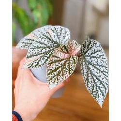 Begonia Snow Capped Variegated SC3, Well Established Plant | Rare Rooted Variegated Begonia 