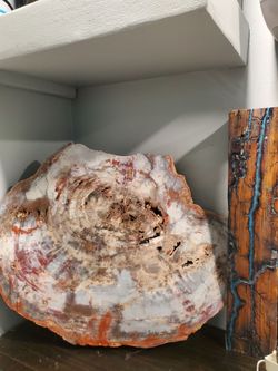 Petrified wood slab
