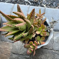 Right Now Blooming Aloe Mitre In A Collection Of Succulents 