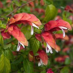 Red Shrimp Plant