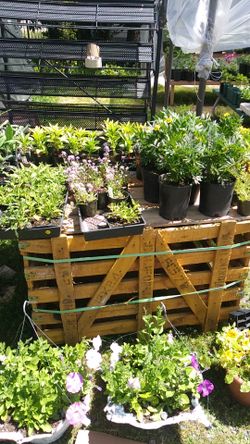 Petunias, geraniums,marrygold and more