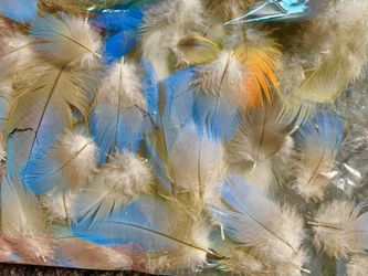 100 pc real light blue belly/ down feathers from hybrid macaw