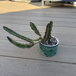 Stapelia hirsuta (starfish cactus) comes in a ceramic pot. Check profile for more plants 