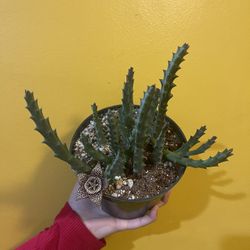 6” Orbea Variegated