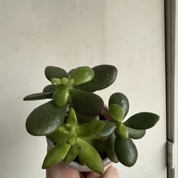 Jade And Sedum Succulents 