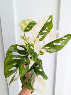Monstera Adansonii Albo Variegated Plant 4" Pot - Indoor House Plants
